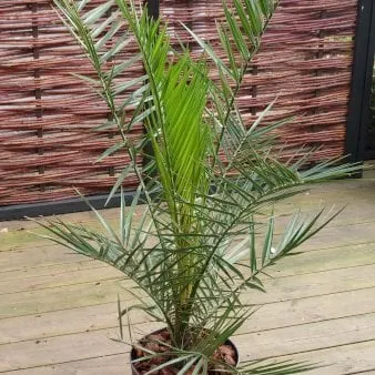 Fenixpalme