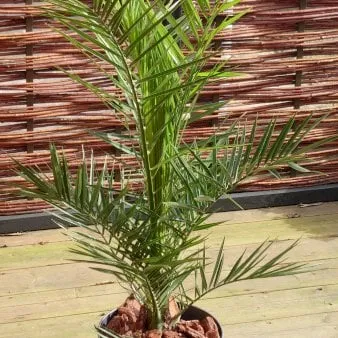 Fenixpalme